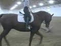 Oldenburg Horse For Sale