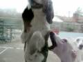 videos de 20090105 045