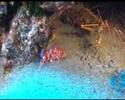 Bunter Atlantic mit ´Nautic Dive´ auf Lanzarote