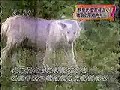 08.09.17 愛媛県 東温市 重信川周辺 犬 毒殺事件