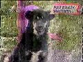 08.09.17 愛媛県 東温市 重信川周辺 犬 毒殺事件