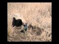 Ratel Theater.avi