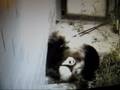 Lun Lun & cub (9 weeks old)