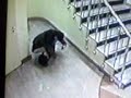 HOVADO anebo cokoladovou pizzu? HOVADO anebo cokoladovou pizzu?