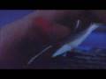 trailer beyondthegame