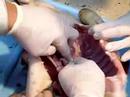 świnia cz2 uwm uwm anatomia