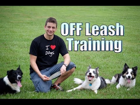 how to train your dog to walk without a leash