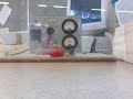 Capacitor Explosion #2 Capacitor Explosion #2