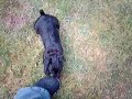 angel the black lakeland terrier (patterdale) in garden