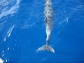 Azores Dolphin watching