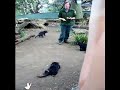 Tasmanian Devils at Bonorong