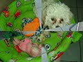 Bonno, o poodle