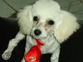Caniche video