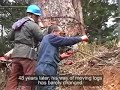 (Logging in Shikoku) (Logging in Shikoku)