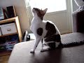 Our two Cornish Rex Cats have grown into cute young adults