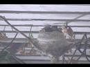 Hummingbird Baby Feeding Hummingbird Baby Feeding