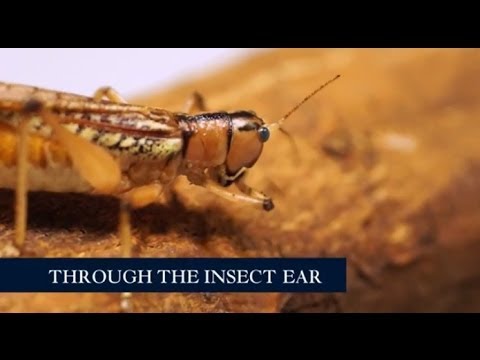 Through the insect ear at the Royal Society Summer Science Exhibition 2014