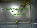 Gottesanbeterin Jagt / F�ngt / Frisst Spinne Part:1