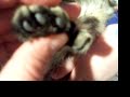 Pixie Bob Polydactyl