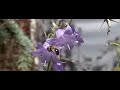 Zijdebij wijfje verlaat campanula met stuifmeel Zijdebij wijfje verlaat campanula met stuifmeel