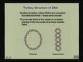 Lecture - 21 Nucleic Acids II