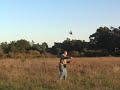 Falconry - Lure Flying American Kestrel Falconry - Lure Flying American Kestrel