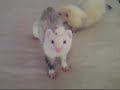 2 ferrets play together