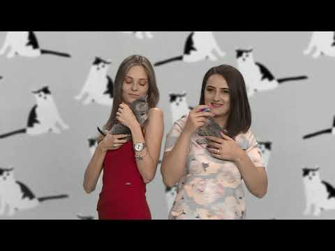 Două pisicuţe abandonate şi-au găsit un nou cămin, la Naţional TV