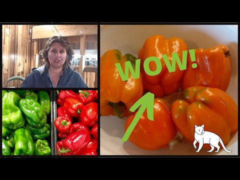 how to replant pepper seeds