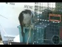 Wharf Kitties
