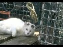 Wharf Kitties