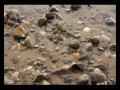 Dolphin meditation with binaural waves
