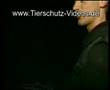 Tierschutz Massentierhaltung Undercover Tierfilmer 1 v. 3