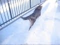 collie collie