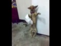 Arabische hond heeft de smaak te pakken