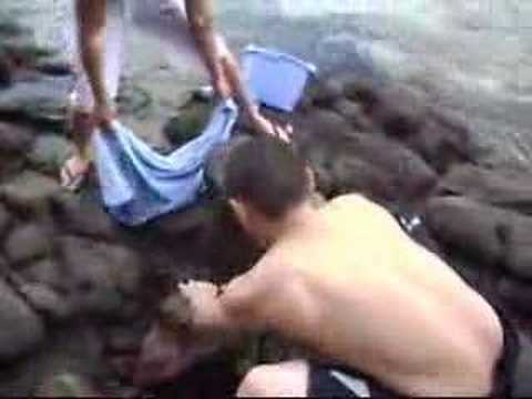 catching eel