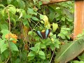 Vlindertuin te Havelte