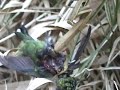Mating praying mantis eating hummingbird Mating praying mantis eating hummingbird