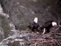 WE Nest Adults Dancing with Sticks! WE Nest Adults Dancing with Sticks!