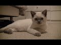 Watch 'Lovely Kitten Reunited With His Brother'
