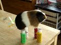 Leo the Balancing Guinea Pig