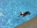 Boston Terrier