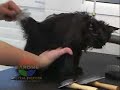 Seu gatinho pode amar um banho, mas somente com profissionais especializados. Estética Felina com Cecy Passos www.cecypassos.comAgredecimentos especiais:Valéria Zukauskas que cedeu seu espaço para a realização da produção do Banho.O Gato Cat Model foi o Princippè um Persa Preto do Gatil Persian Passos hoje filho dessa empresária tão querida. Valéria tem mais uma gatinha a Tete Cat Model do www.gatopersa.com.br e mais 3 cães. Maiores informações contate www.cecypassos.com ou 11 8433 2432.=^..^= Cecy Passos Consultora e Gestora de Produtos Específicos para Gatos Proprietária e Empresária da Cat Model Nikole www.nikole.com.brsites:www.gatopersa.com.brwww.cantodogato.comwww.nikole.com.brwww.bynikole.comOrkut: Cecy PassosOrkut: Gata NikoleNikole indica e aprova:Pet Shop Vila dos Cães e Santana de Parnaíba www.viladoscaes.com.br onde Nikole e seus amigos do Gatil Persian Passos e Gatopersa www.gatopersa.com.br tomam banho semanalmente. Groomer Luiz Renato e Equipe. Agradecemos também à Cristina e Valter por tamanho comprometimento com os Cats.Pet Center Marginal onde a Cat Model Nikole nas gravações de pautas de programas de TV se prepara. Sua banhista Cida e William.Office Dog com o Groomer Valdecir que prepara Nikole e Amoon para as exposições de Gatos e Dra Ivana que é a proprietária do Pet. www.offcedog.vet.brwww.vetplanet.vet.br onde Nikole fez sua cirurgia e Dra. Beatriz Laranjeiras tem comprometimento em seu centro Estético e usa a Linha Exclusiva para Gatos da Pet Society.