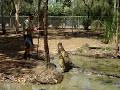 Steve Irwin Memorial Day: Croc Feeding, Billabong Sanctuary