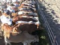 Leucaena forage & molasses ration Australia.avi