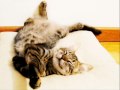 Mega cute Cats and Kittens Mega cute Cats and Kittens