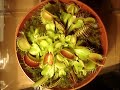 watch my new venus flytrap trap a live fly !! watch my new venus flytrap trap a live fly !!