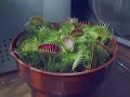 growth-of-a-venus-fly-trap.html