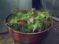 watch my new venus flytrap trap a live fly