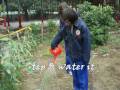 videos de Organic Garden Diary Dec29